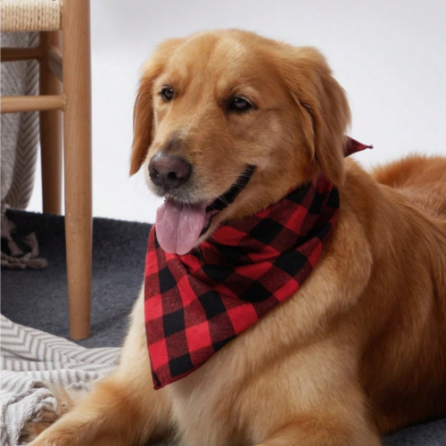 Red and Black Checkered Pet Bandana - Digollo at Why Go Less, Lebanon