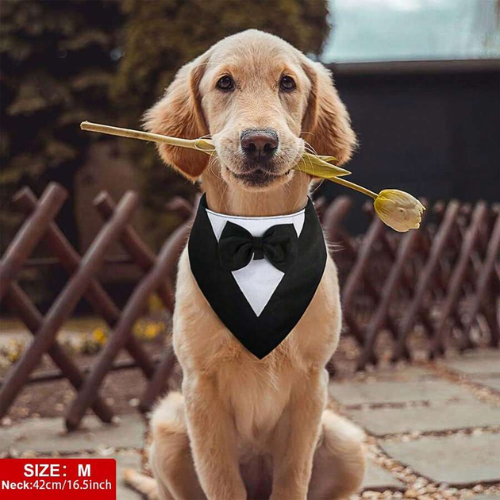 Elegant Tuxedo Bandana for Dogs Formal Bow Tie Collar - Digollo at Why Go Less, Lebanon