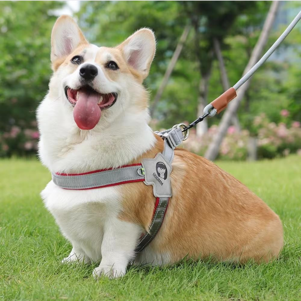 No-Pull Dog Harness with Reflective Strips - Digollo at Why Go Less, Lebanon (4)