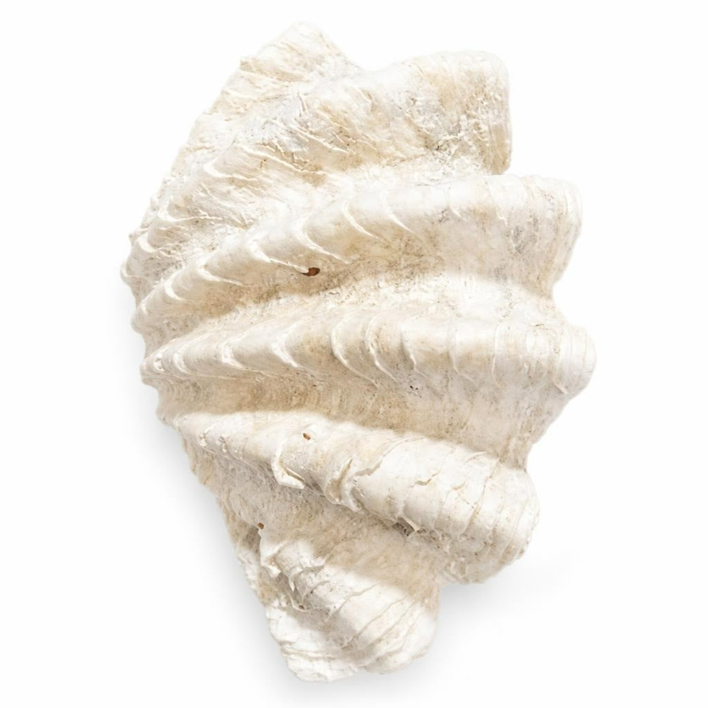 Pure Original Shells Large White Spiral Seashell, Natural Decor Piece - pre-loved at Why Go Less, Lebanon