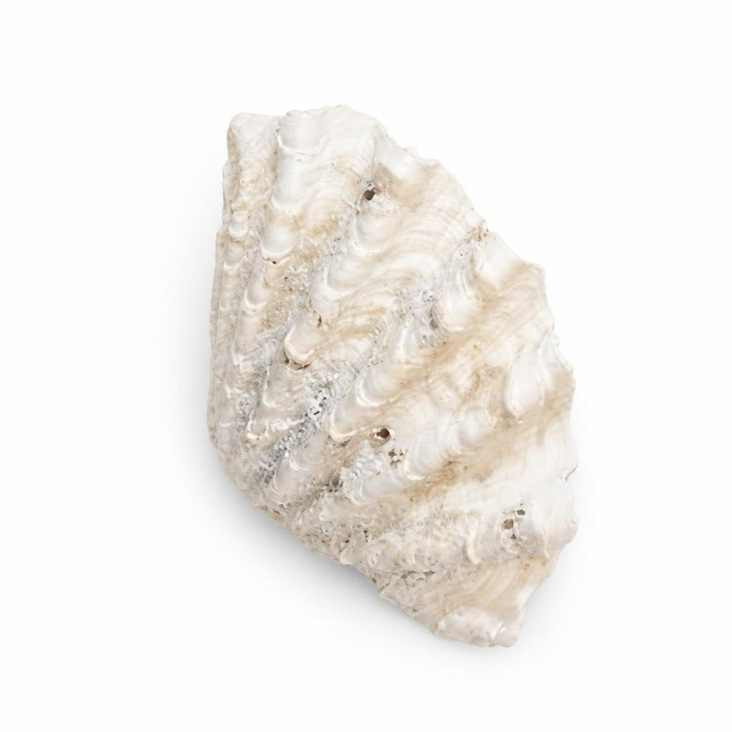 Pure Original Shells White Textured Conch Seashell, Natural Decor - pre-loved at Why Go Less, Lebanon