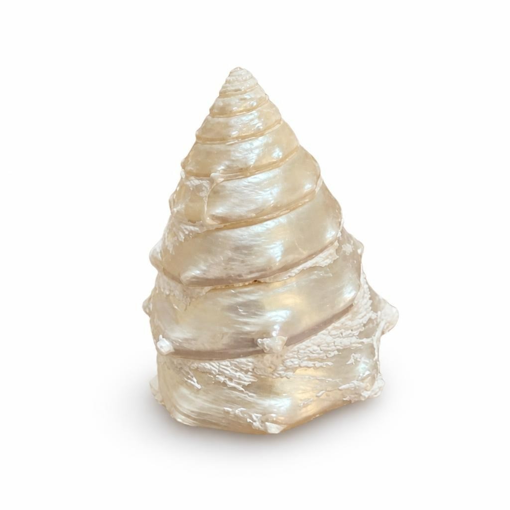 Pure Original Shells Pearlescent Spiral Seashell, Glossy Finish - pre-loved at Why Go Less, Lebanon