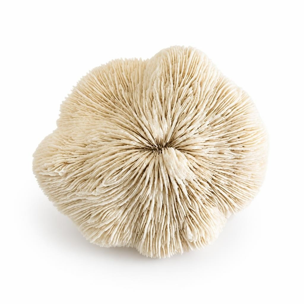 2 Pure Original Shells Large Flat Mushroom Coral Skeleton, Natural White - pre-loved at Why Go Less, Lebanon
