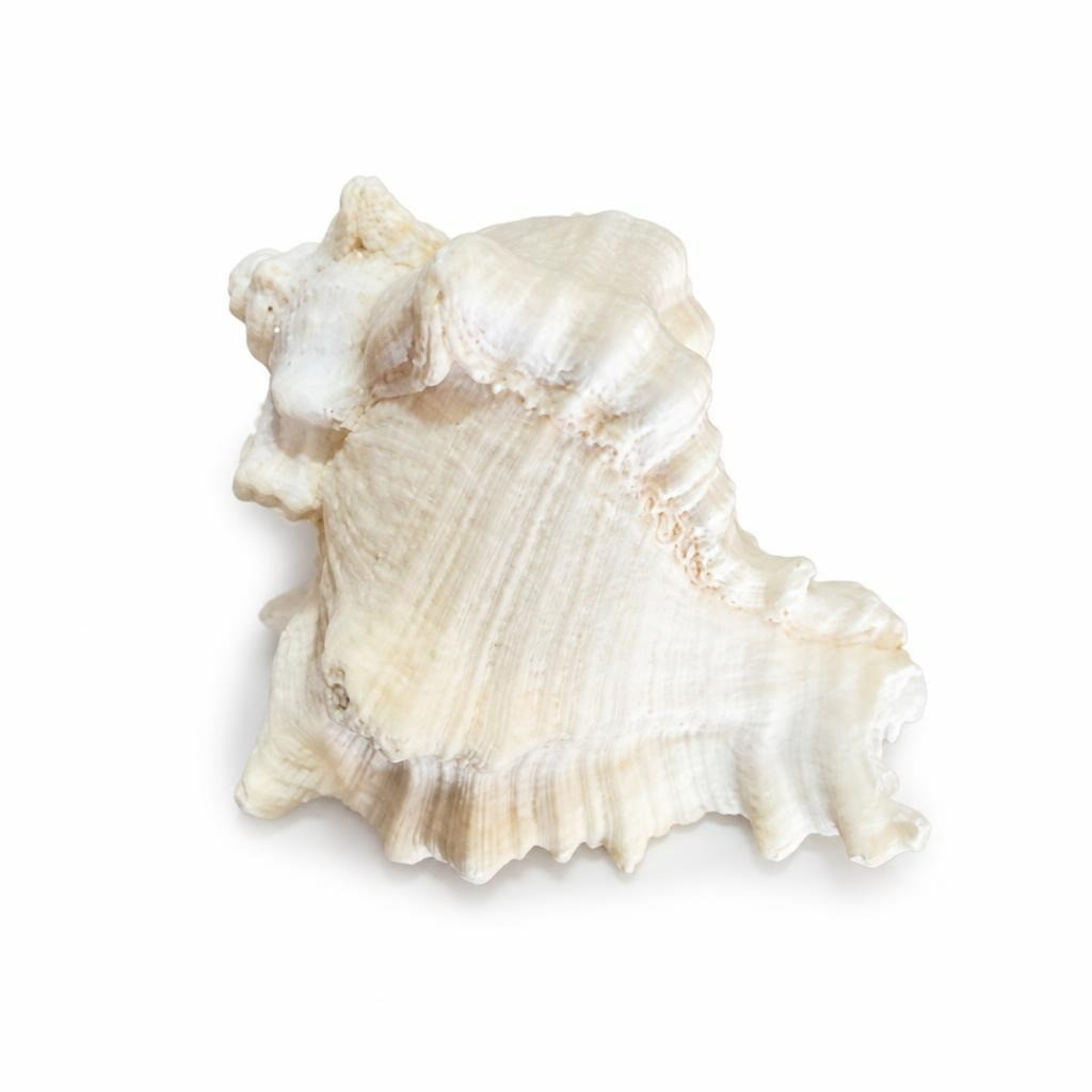 2 Pure Original Shells Large White Spiky Conch Sea Shell, Natural - pre-loved at Why Go Less, Lebanon