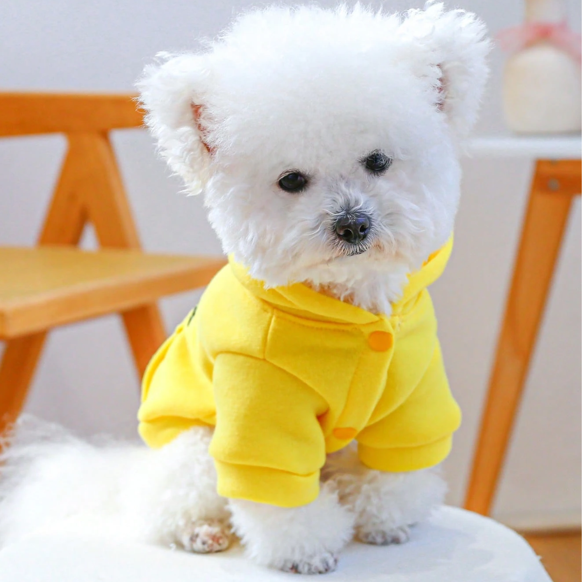 Yellow New York Dog Hoodie for Small Dogs & Cats - Digollo at Why Go Less, Lebanon (2)