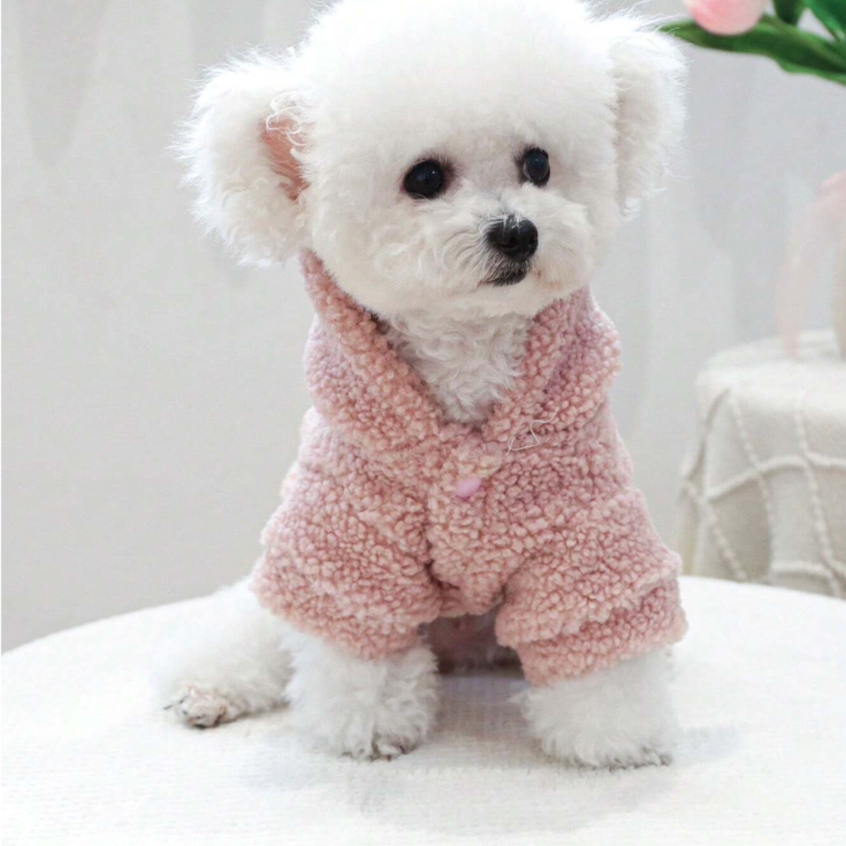 New York Super Star Pet Hoodie - Digollo at Why Go Less, Lebanon (3)