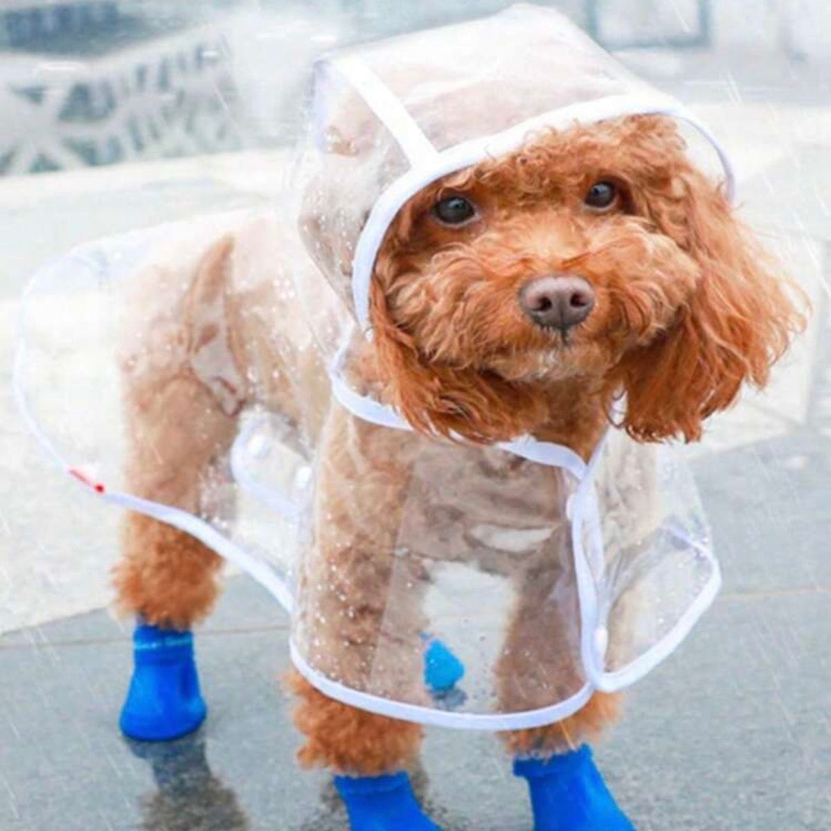 Transparent Waterproof Dog Raincoat - Digollo at Why Go Less, Lebanon
