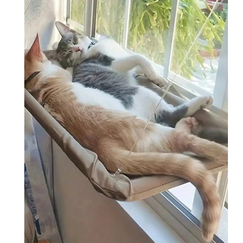 Hanging Window Cat Hammock & Sunny Window Perch Bed - Digollo at Why Go Less, Lebanon