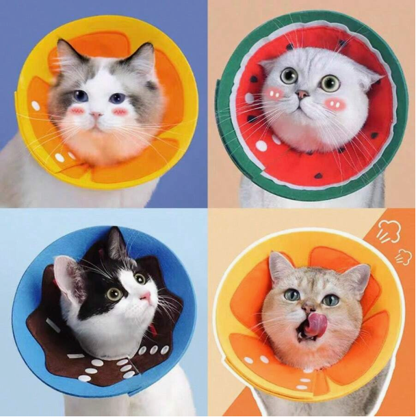 Cat Recovery Cone for Small Cats - Anti-Bite, Anti-Lick, Protective Collar - Digollo at Why Go Less, Lebanon