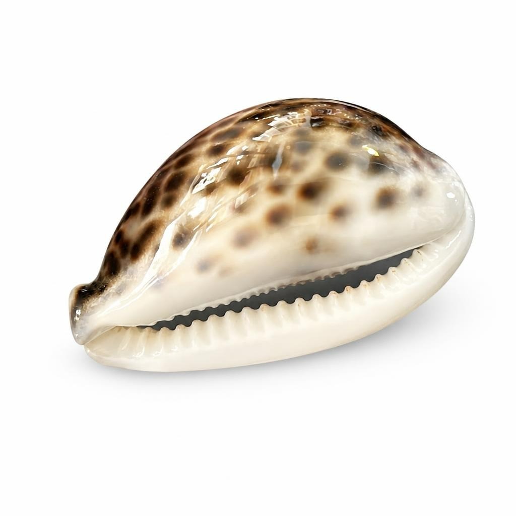 Coquillage porcelaine Tigre, grande taille, marron et blanc tacheté | Seconde main | Pourquoi se contenter de moins