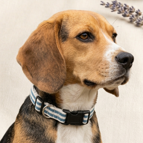 Adjustable Blue Striped Dog Collar - Soft Woven Cotton Collar with Quick-Release Buckle - Digollo at Why Go Less, Lebanon (2)