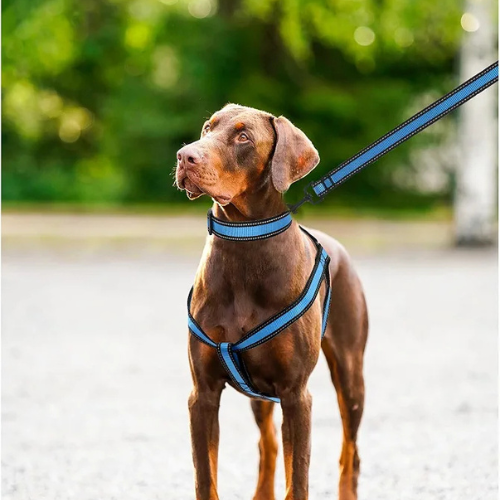 Professional Reflective Dog Harness - Adjustable No-Pull Pet Harness - Digollo at Why Go Less, Lebanon (2)