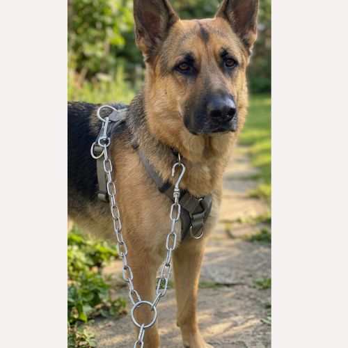 Heavy-Duty Metal Dog Chain Leash with S-Hook - Durable Steel Tie-Out Chain for Large Dogs - Digollo at Why Go Less, Lebanon (2)